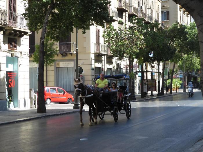 Palermo, svolta sul superamento delle carrozze: dalle stalle della Polizia municipale alle adozioni per salvare i cavalli