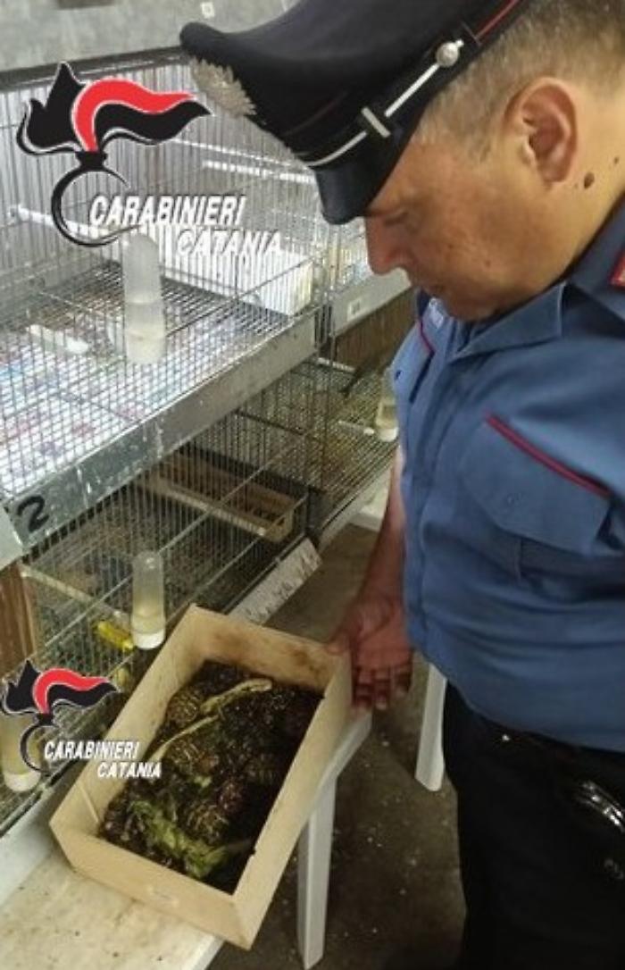 Fauna protetta detenuta illegalmente ad Aci Sant'Antonio: sequestrate tartarughe di Hermann e diversi uccelli