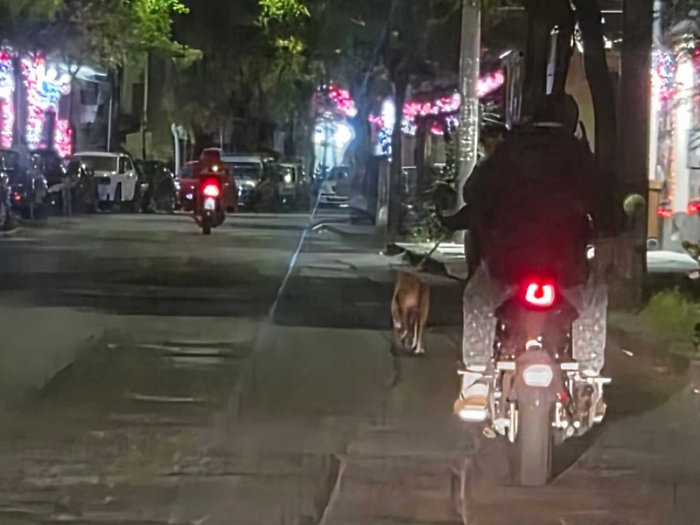 Il motociclista tira il cane al guinzaglio in via Plebiscito a Catania: «Questo è maltrattamento»