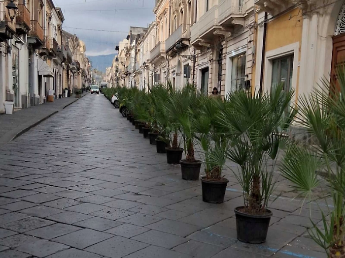 Giarre: la "guerra delle piante"