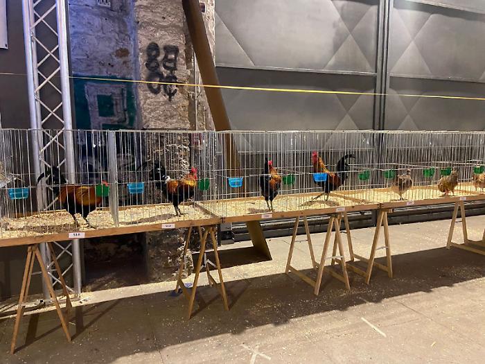 Il concorso di "bellezza" per piccioni e galline nelle sale dei libri