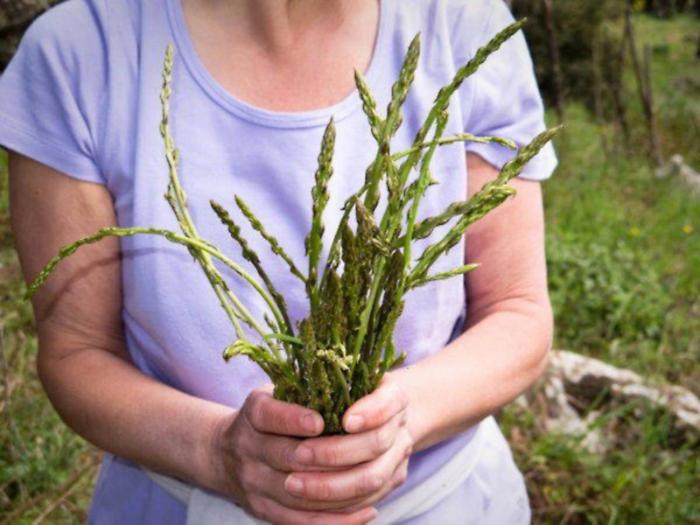Una primavera perfetta per &ldquo;cogghiri viddura&rdquo; e riscoprire un&rsquo;arte antica, la partecipazione dei giovani a corsi e attivit&agrave;
